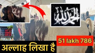 Allah likha hai || Deonar ka sabse mehanga qurbani ka Bakra || 51 lakh 786 kimat || 😱😱😱