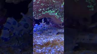 Harlequin Shrimp 01 #shorts #harlequin #shrimp