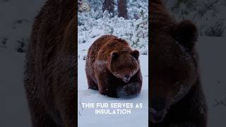 Incredible Fur of Brown Bear