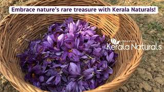 Real Saffron Harvest!  Pure, Authentic & Rare! #keralanaturals #naturalbeauty  #preethysboutique