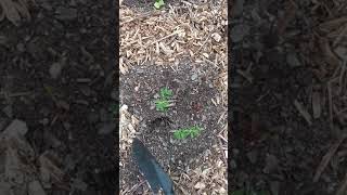 Soil Spot Wood Chip Gardening