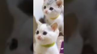 Cute cats 😺😺 #shorts #youtubeshorts #trending #shortsfeed