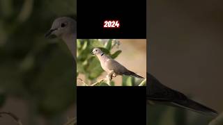 African Collared Dove VS 5000 BCE OLD African Collared Dove. #shorts