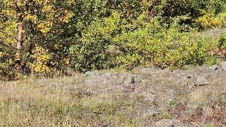 Baby Rock ptarmigan at Thorsmork, Iceland