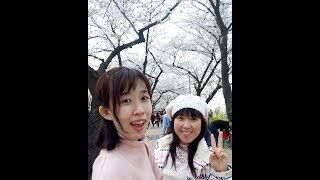 Seoul Vlog: Seeing Cherry Blossoms at Yeouido