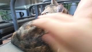 Cat video 2