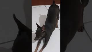 🐕🐕🐕#pinscher #dogs #pets #cachorro