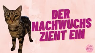 Der Nachwuchs zieht ein I Tierheim I Katzen I Haustier I Familienzuwachs I die.Köhlers