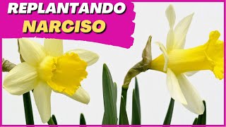 Como fazer o replante do NARCISO | #narciso