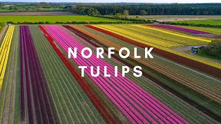 Norfolk Tulips - Discover the Breathtaking Beauty from Above: A Stunning Drone Tour - 4K