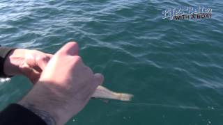 Catching Snapper off Mt Martha with Evolution Boats