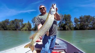 Lake St Clair Musky Caught On Bass Gear From Tiny Boat