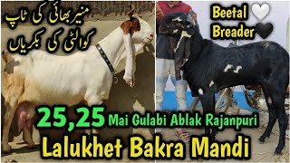 27 Oct. Lalukhet Bakra Mandi Latest update. 25 , 25 Hazar Mai Gulabi Ablak Rajanpuri Bakray.