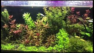 aquarium with plants | aquarium plants #aquariumplants #aquaticlife #aquascape