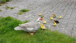 Ducklings 2021