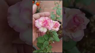 ROSE  ( GOOD RESULT FOR NEEM OIL