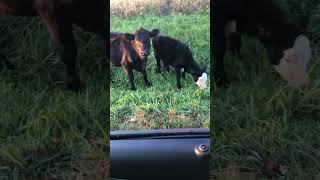 Misbehaving cows