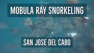 Mobula Ray Snorkeling San Jose del Cabo