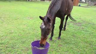 Feeding Flee each morning rain or shine