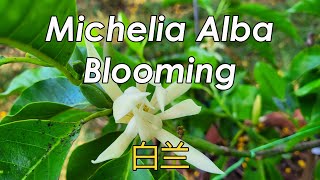 Blooming Booster of Air Layered Michelia Alba (White Chamaca) | Magnolia Alba (Pak Lan) Care Tips