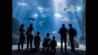 Lisbon Oceanarium Oceanario de Lisboa