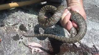 Catching Nerodia Sipedon in the NC mountains!