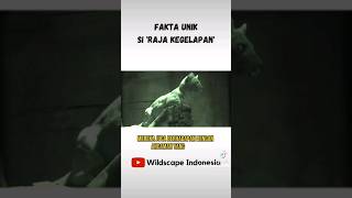 Fakta Unik! Fossa : Si Raja Kegelapan! - Part 2 #shorts #binatang #hewanlucu #viral #panjipetualang