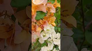 #zonarural #vidanaroça #flores #floracoes #primavera #videoshort #viralvideo#amor