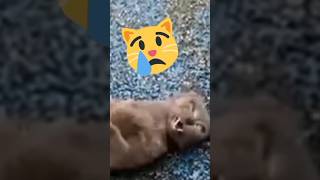 Конвульсия у кота (жесть)..😭😱 #животные #спасение #помощь #кот