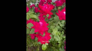 Beautiful Rose garden tour  || #shorts #short #rosé