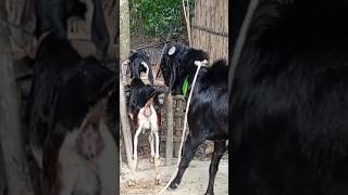 Lots of two goats they do very beautiful surprising shoots we enjoy 2024|Episode/24