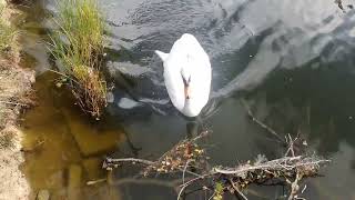 Swans with a radar NATO would envy