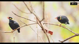 Various calls of Hill Myna in wild | Popularly referred as Talking Indian Hill Myna | TrulyWild 4K