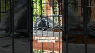 Raccoon viral Pedro dance #racoons #racoon #viraldance #zoo #pedro