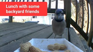 Lunch with backyard friends