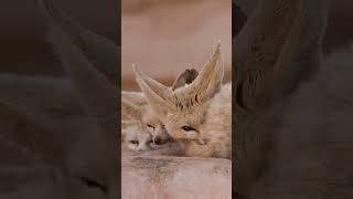 RAPOSA FENNEC #shorts #curiosidades #animals #shortsyoutube #animais #fatos #shortvideo #short