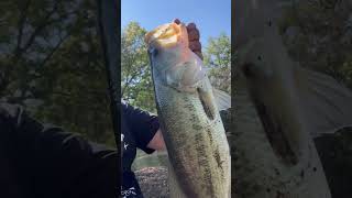 Slayin These Oklahoma Fall Bass! #fishing #oklahoma #shorts #ponds #fall #fish #bass