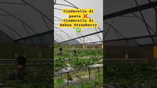 Cinderella Dikebun Strawberry #kebunstrawberry #strawberry #shorts #cinderella  #fyp