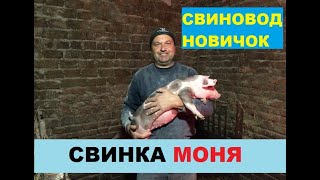 Свинка МОНЯ и 101 далматинец. От продажи до Свиноматки.  Свиноводство.