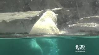 Watch  Polar bears keep cool in heat