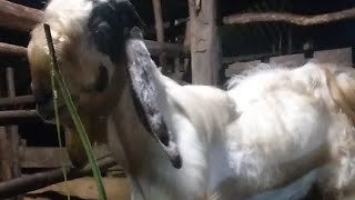 ternak kambing besar besar