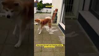 Dog naps through rain leaving outline on pavement