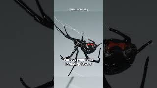 The Black Widow Spider | A Venomous Predator