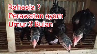 Tips Merawat Ayam B4Ngk0k Umur 3 Bulan || Sehat dan Cepat Besar