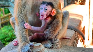 My God ! Cute baby monkey JESSY make action hungry milk - when Mom seen ignore care milk for child