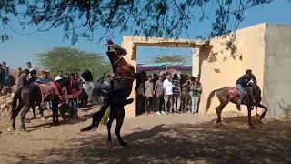 fuleku 🐎 kathiyawadi fuleku. aalishan Horse