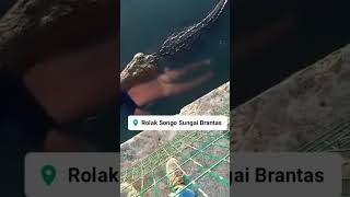 rolak songo sungai Brantas#shorts