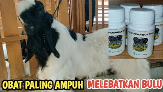 BUKTIKAN‼️OBAT PALING AMPUH UNTUK PENUMBUH BULU KAMBING SENI‼️