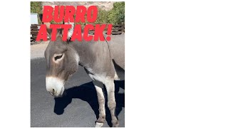 Burro Attack! #short