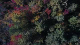 Quickie Fall Color Tree Video